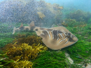 An Eastern Fiddler Ray near Forster, New South Wales.