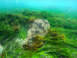 An Eastern Fiddler Ray near Forster, New South Wales.