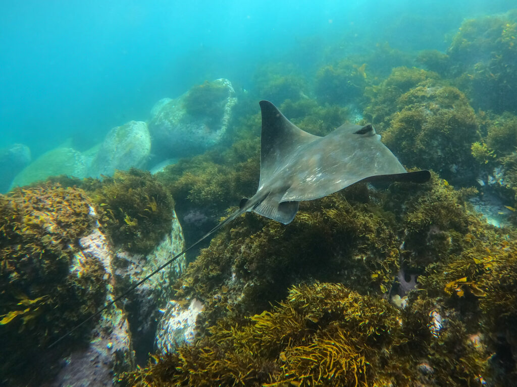 Snorkelling at Murrays Beach, Jervis Bay - Reefranger