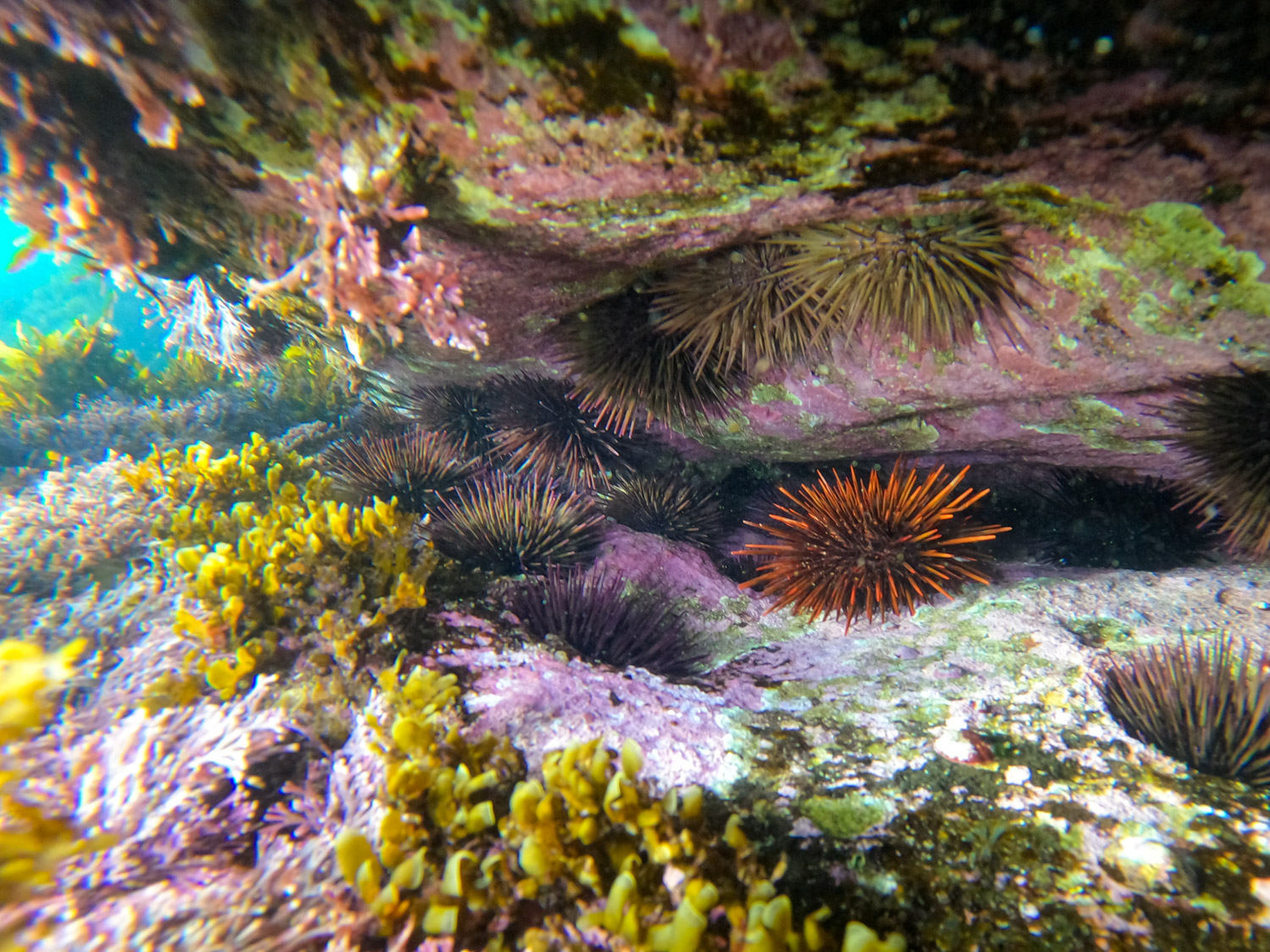 Sea urchins in Little Bay