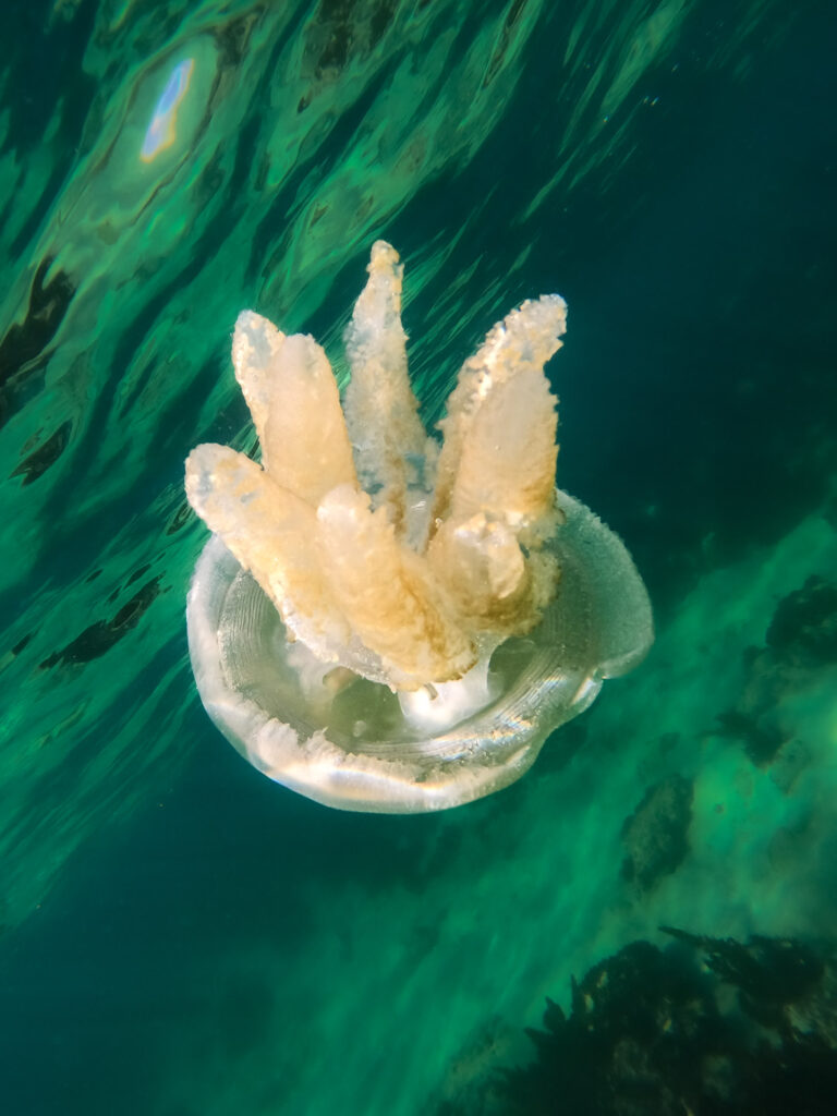 Jelly Blubber in Little Bay, New South Wales