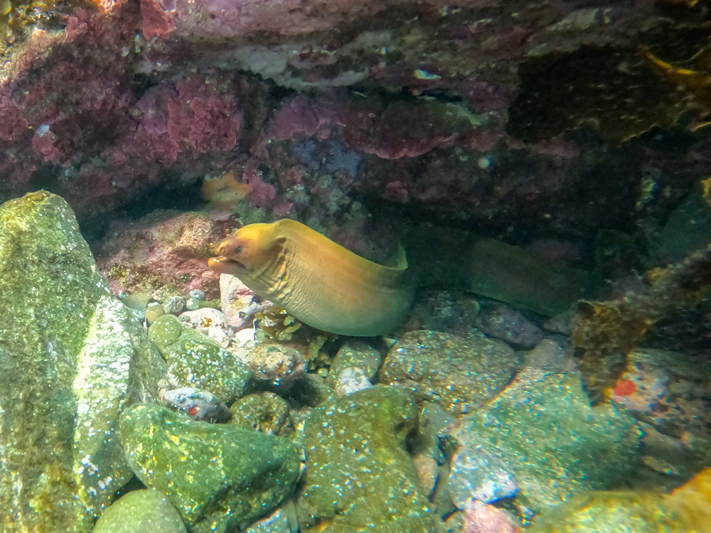 Green Moray Eel