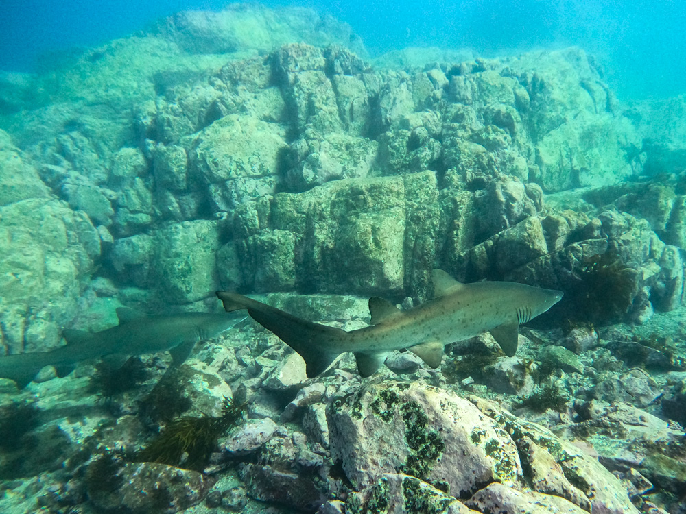 Snorkelling at Murrays Beach, Jervis Bay - Reefranger