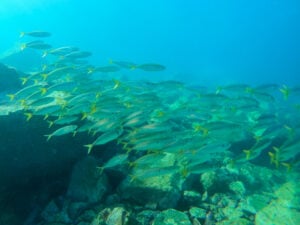 A school of Yellowtail Scad in Bushrangers Bay, New South Whales.