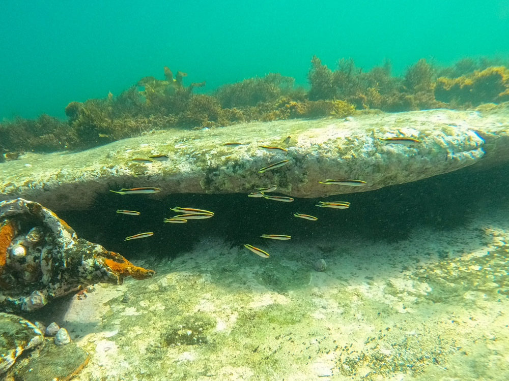 Eastern Hulafish at Malabar Beach