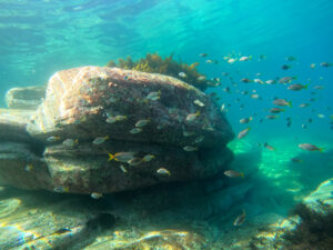 Australian Mado in Malabar Bay