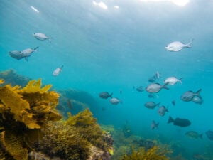 Snorkelling with Silver Sweep at Blenheim Beach