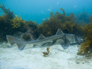 Port Jackson Shark at Blenheim Beach