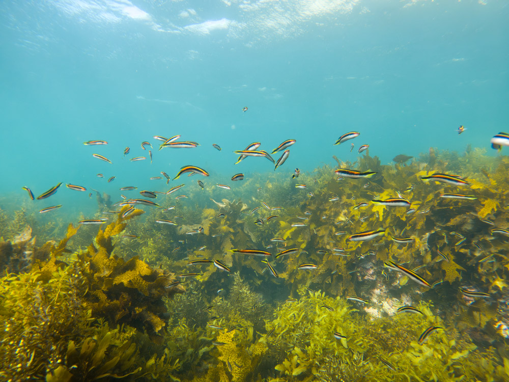 Snorkeling at Shelly Beach