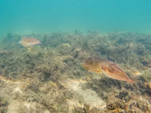 Cuttlefish at Silver Beach