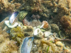 Common Sydney Octopus