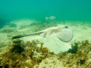 Common Stingaree