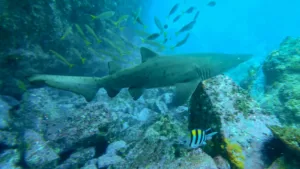 Grey Nurse Shark at Fish Rock