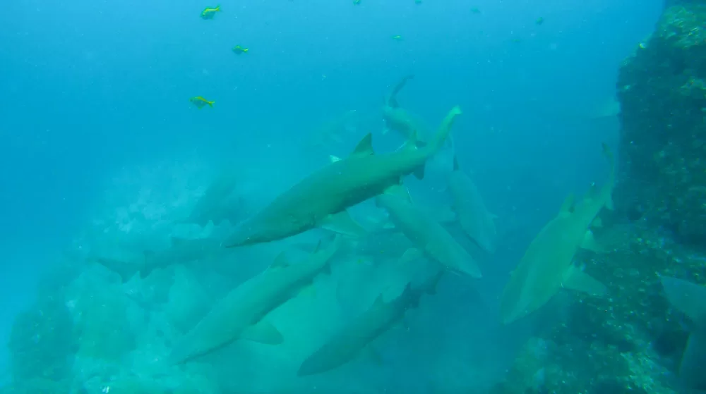 Grey Nurse Sharks at Fish Rock