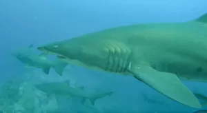 Grey Nurse Shark