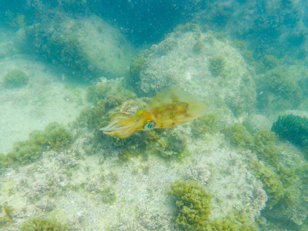 Juvenile Squid near Bare Island