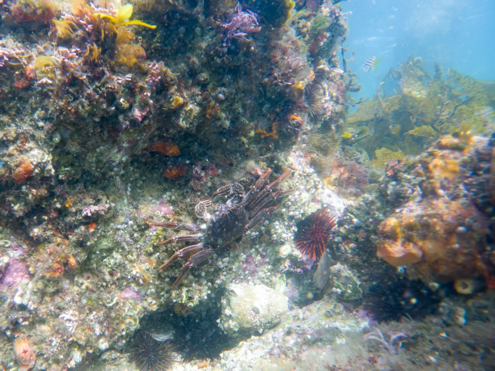 Red Rock Crab near Bare Island