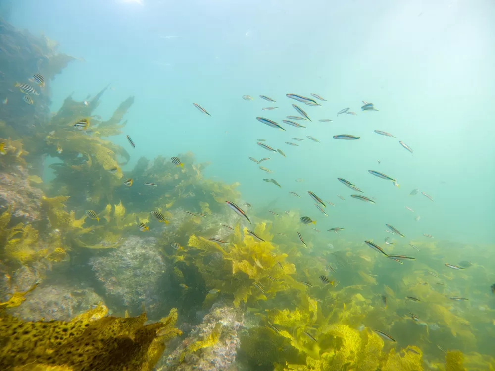 Eastern Hulafish near Bare Island