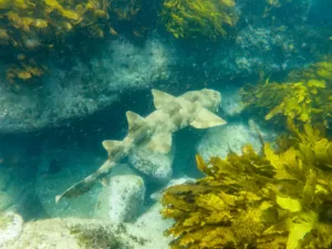 Spotted Wobbegong Shark in Queenscliff Bay