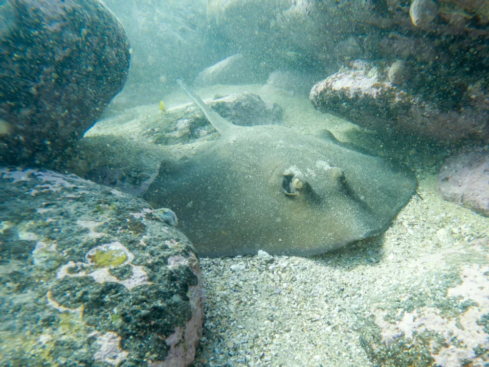 Common Stingaree in Little Bay