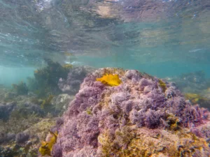 Seaweed in Little Bay