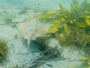 Common Stingaree at Reef Beach