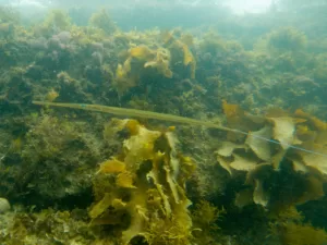 Smooth Flutemouth amongst kelp