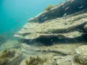 Eastern Hulafish near rock shelves