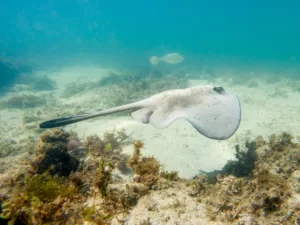 Common Stingaree at Kurnell Beach