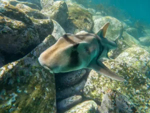 Port Jackson Shark at Shelly Beach