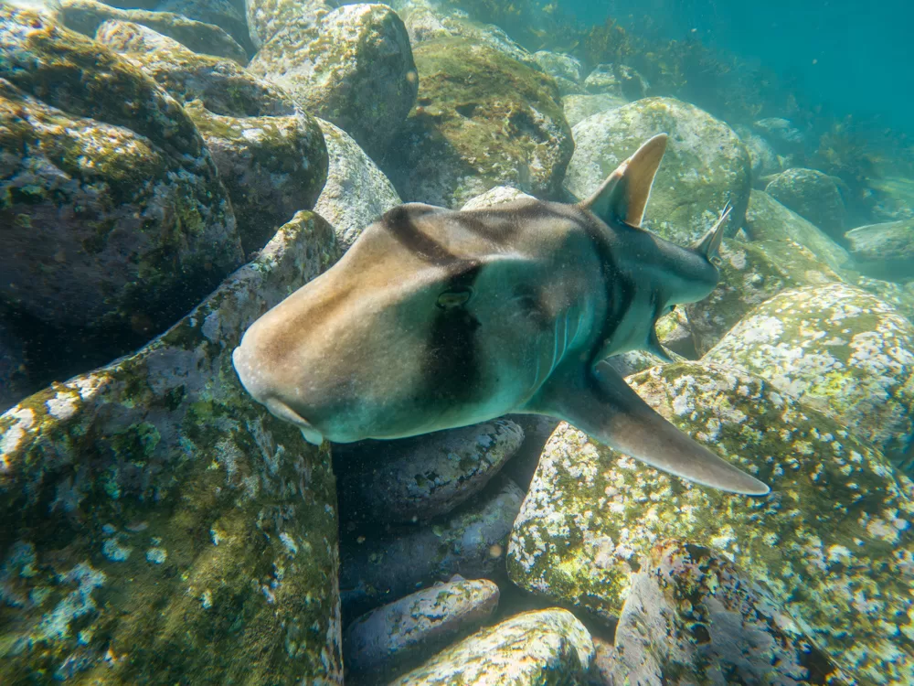 A Port Jackson Shark near Shelly Beach