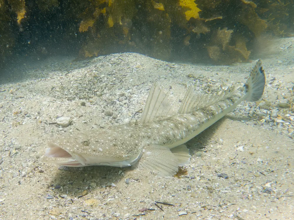 Dusky Flathead resting at Shelly Beach