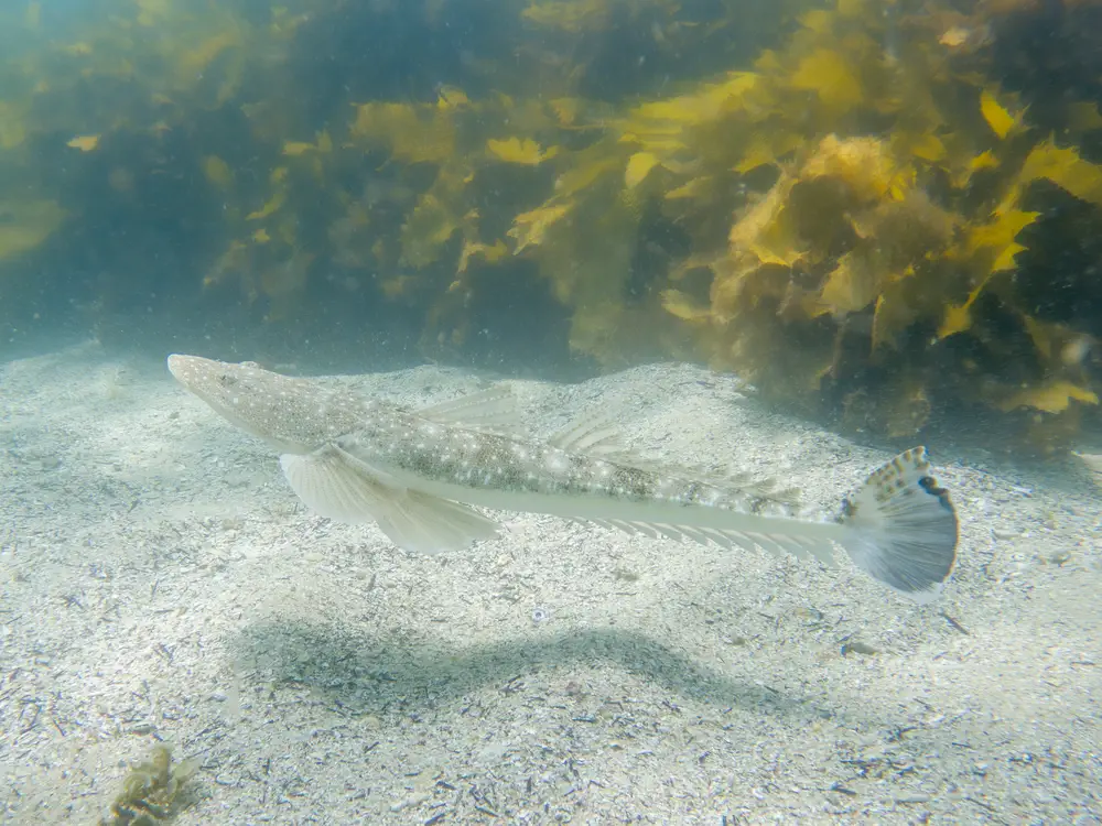 Dusky Flathead swimming at Shelly Beach