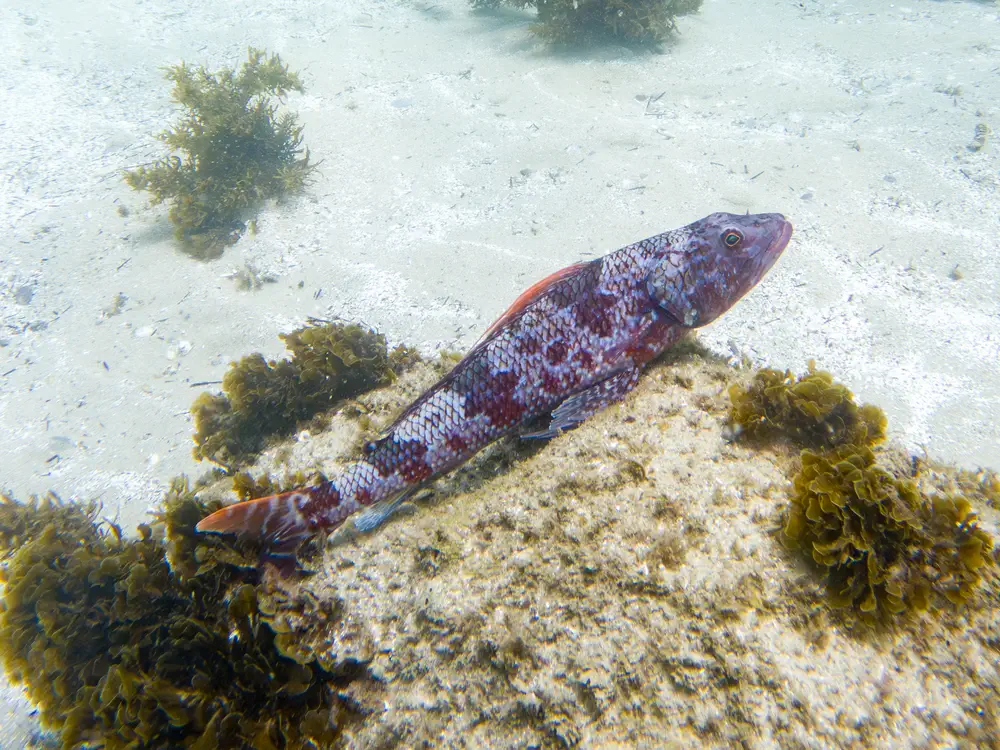 Male Sergeant Baker at Shelly Beach