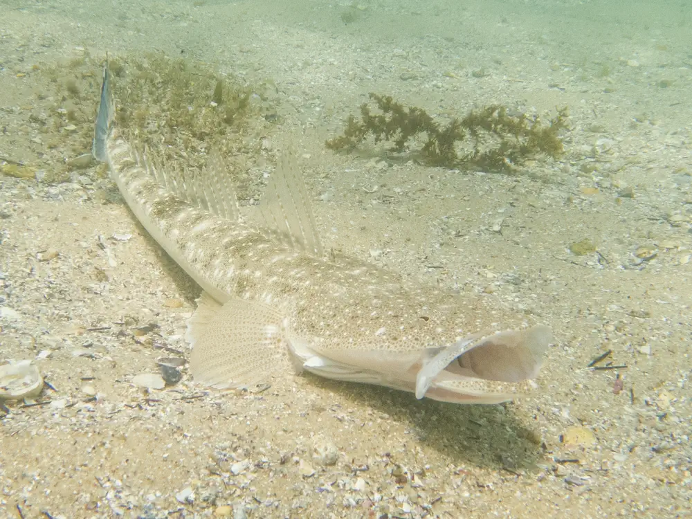 Dusky Flathead at resting Shelly Beach