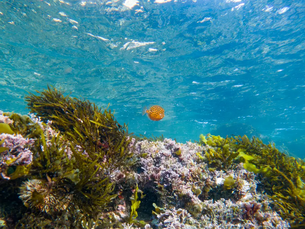 Eastern Smooth Boxfish at Little Congwong Beach