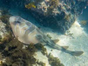 Eastern Fiddler Ray in Little Bay