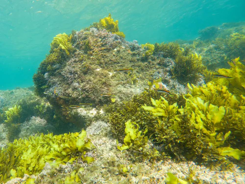 Eastern Hulafish at Little Congwong Beach