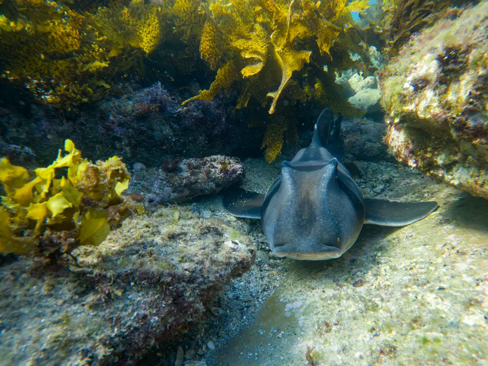 Port Jackson Shark at Little Congwong Beach