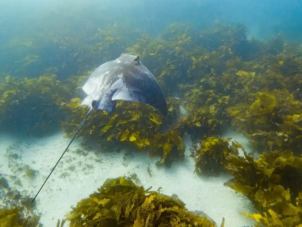 Southern Eagle Ray at Little Congwong Beach